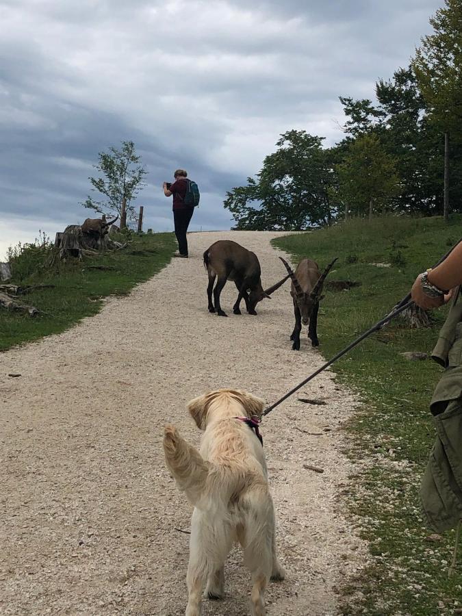 Millies Hosting - Familienurlaub Mit Hund In Kaernten Apartamento Sankt Paul im Lavanttal Exterior foto